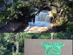 Echoes of the Canopy: A Journey to Griffin Falls in Uganda’s Mabira Forest